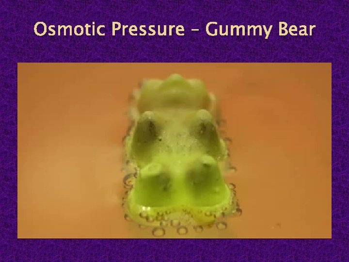 Osmotic Pressure – Gummy Bear 