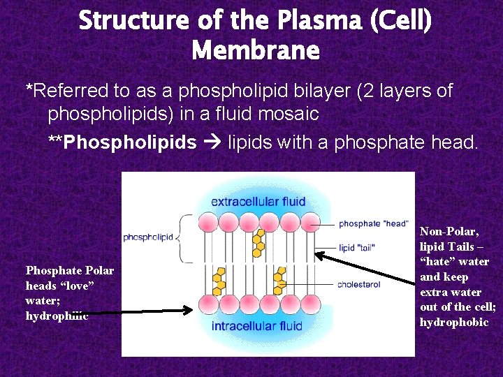 Structure of the Plasma (Cell) Membrane *Referred to as a phospholipid bilayer (2 layers