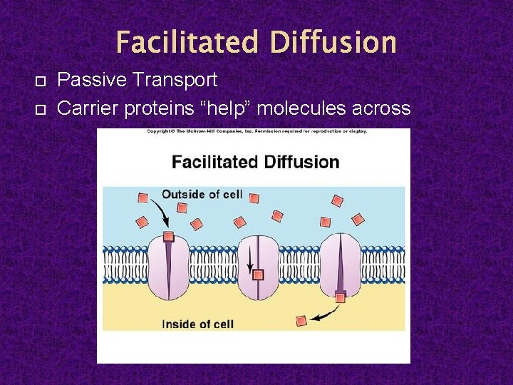 Facilitated Diffusion Passive Transport Carrier proteins “help” molecules across 