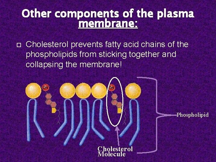 Other components of the plasma membrane: Cholesterol prevents fatty acid chains of the phospholipids
