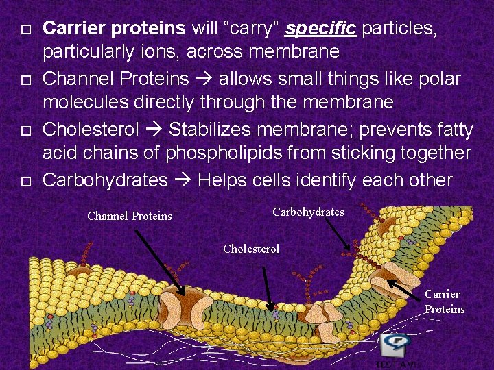  Carrier proteins will “carry” specific particles, particularly ions, across membrane Channel Proteins allows