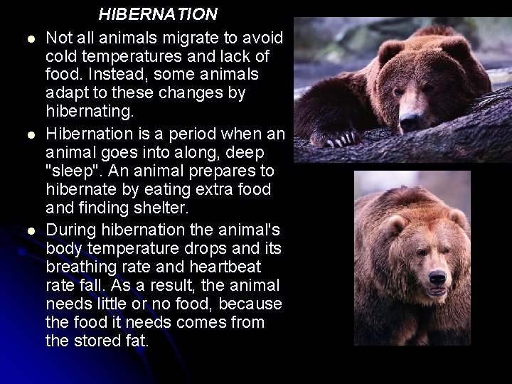 l l l HIBERNATION Not all animals migrate to avoid cold temperatures and lack