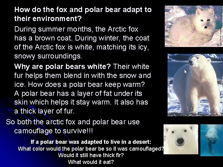 How do the fox and polar bear adapt to their environment? During summer months,