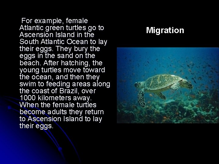 For example, female Atlantic green turtles go to Ascension Island in the South Atlantic
