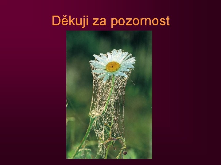 Děkuji za pozornost 