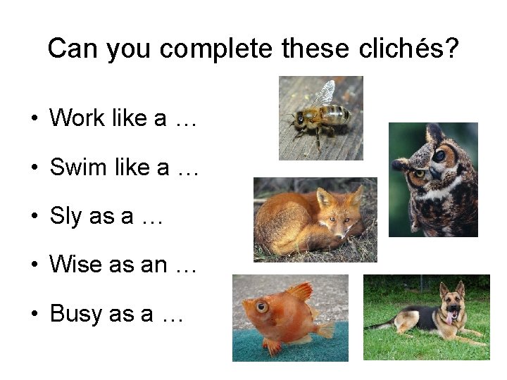 Can you complete these clichés? • Work like a … • Swim like a