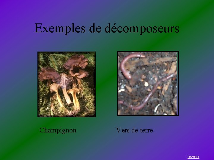 Exemples de décomposeurs Champignon Vers de terre revenir 