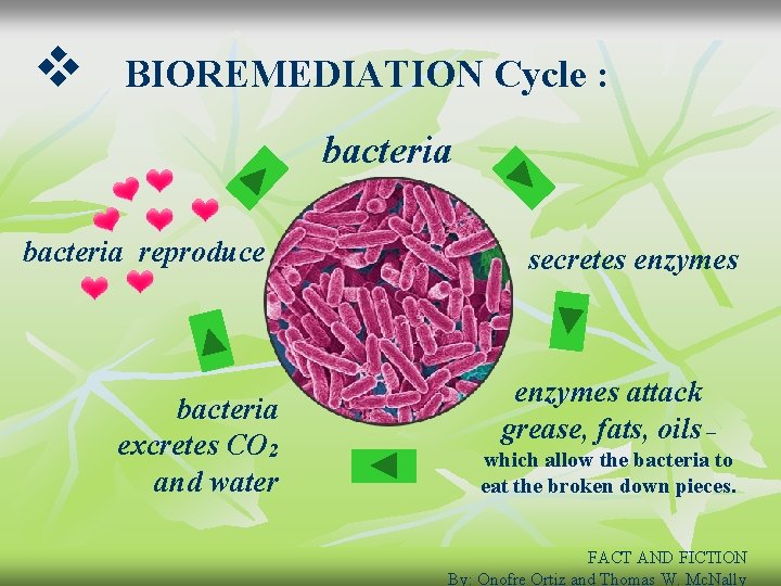 v BIOREMEDIATION Cycle : bacteria reproduce bacteria excretes CO 2 and water secretes enzymes