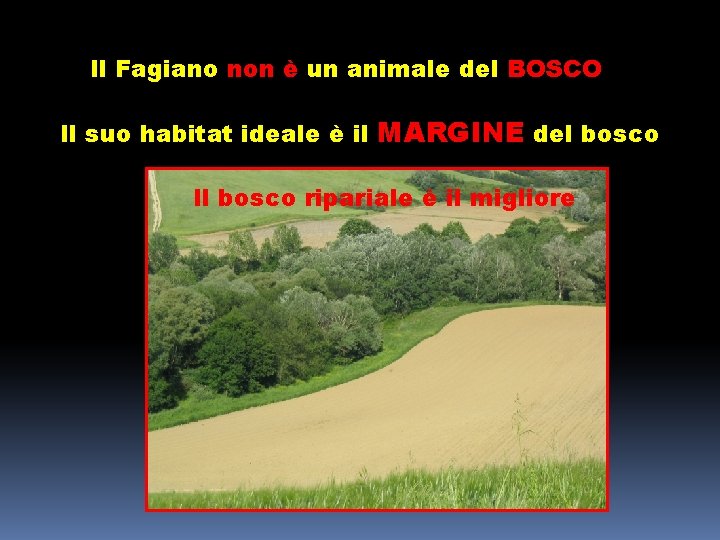 Il Fagiano non è un animale del BOSCO Il suo habitat ideale è il