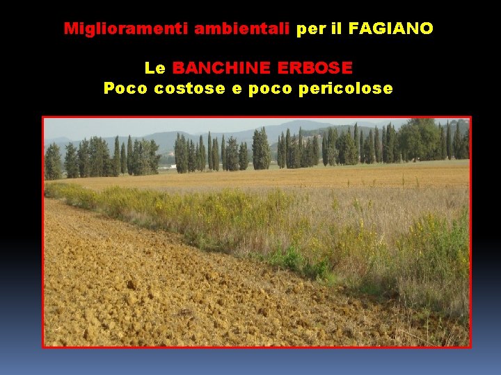 Miglioramenti ambientali per il FAGIANO Le BANCHINE ERBOSE Poco costose e poco pericolose 