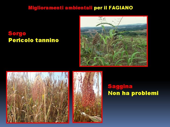 Miglioramenti ambientali per il FAGIANO Sorgo Pericolo tannino Saggina Non ha problemi 