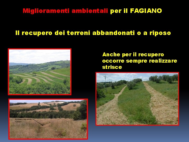 Miglioramenti ambientali per il FAGIANO Il recupero dei terreni abbandonati o a riposo Anche