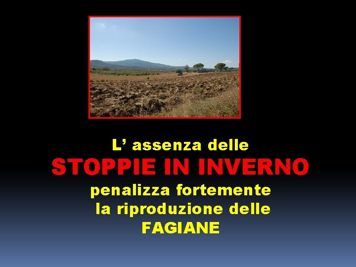 L’ assenza delle STOPPIE IN INVERNO penalizza fortemente la riproduzione delle FAGIANE 