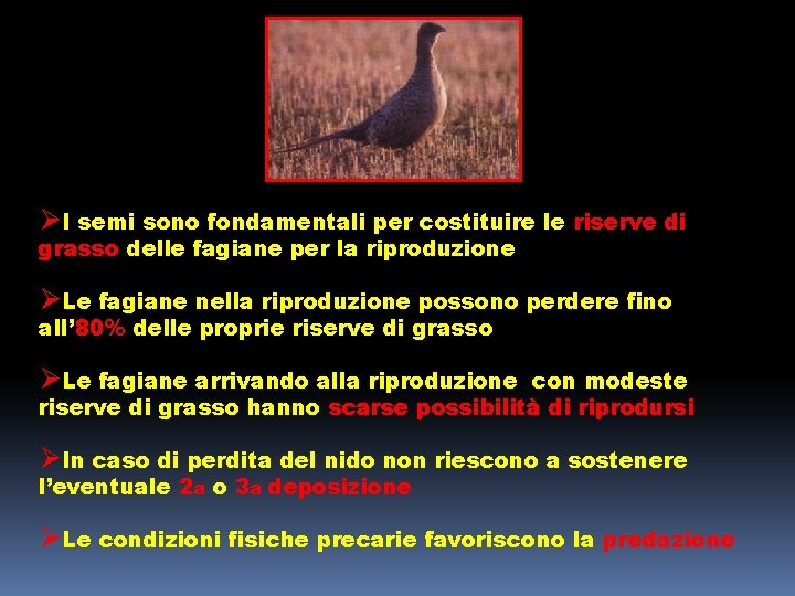 ØI semi sono fondamentali per costituire le riserve di grasso delle fagiane per la