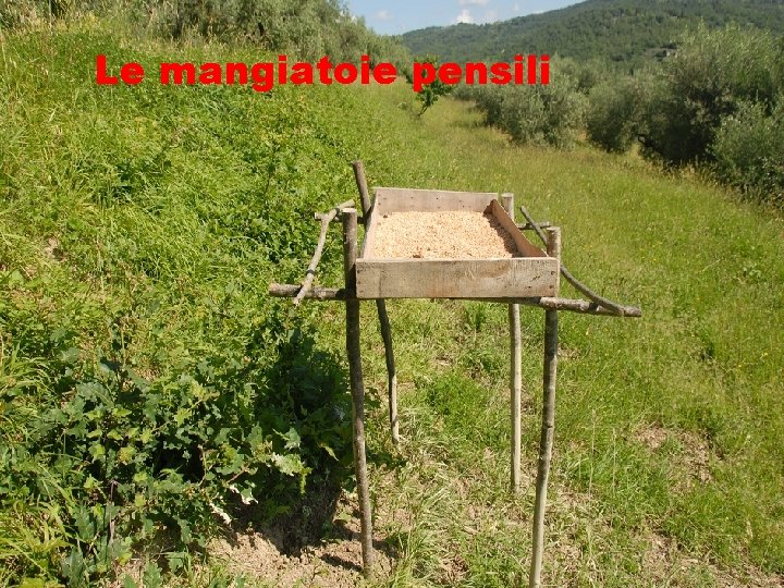 Le mangiatoie pensili 