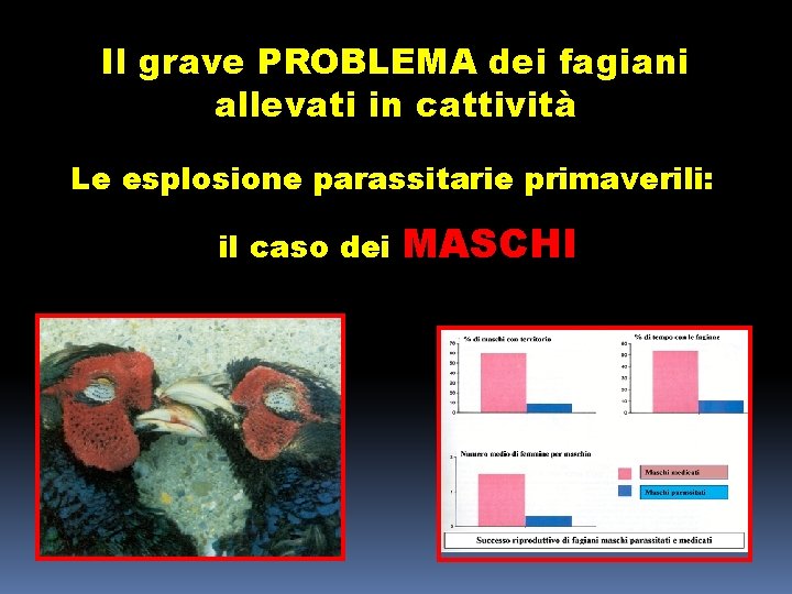 Il grave PROBLEMA dei fagiani allevati in cattività Le esplosione parassitarie primaverili: il caso