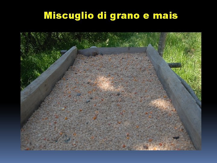 Miscuglio di grano e mais 