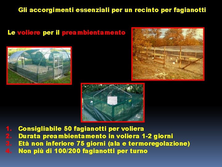 Gli accorgimenti essenziali per un recinto per fagianotti Le voliere per il preambientamento 1.