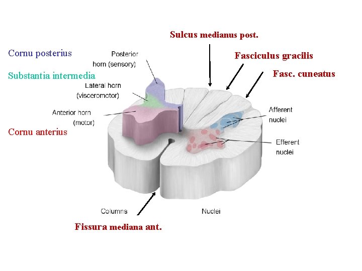 Sulcus medianus post. Cornu posterius Fasciculus gracilis Substantia intermedia Cornu anterius Fissura mediana ant.