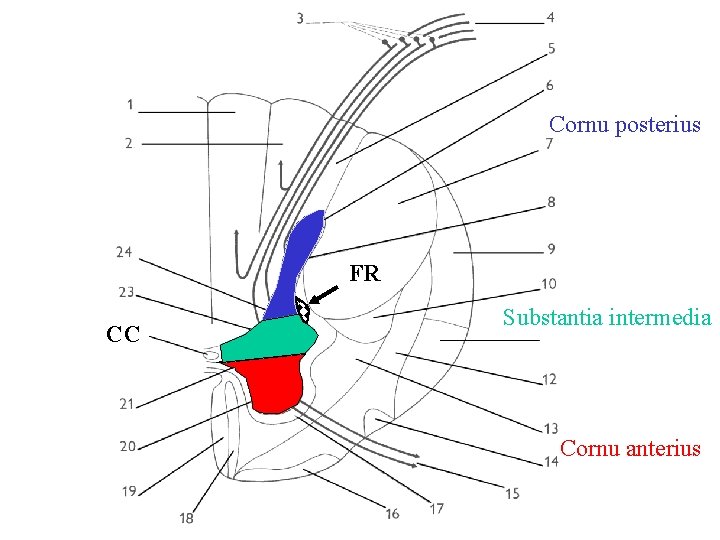 Cornu posterius FR CC Substantia intermedia Cornu anterius 