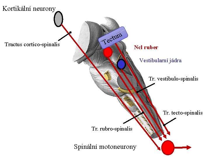 Kortikální neurony Tractus cortico-spinalis um t c Te Ncl ruber Vestibularní jádra Tr. vestibulo-spinalis