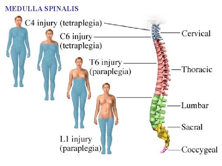 MEDULLA SPINALIS 