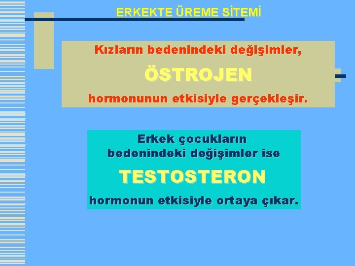 ERKEKTE ÜREME SİTEMİ Kızların bedenindeki değişimler, ÖSTROJEN hormonunun etkisiyle gerçekleşir. Erkek çocukların bedenindeki değişimler