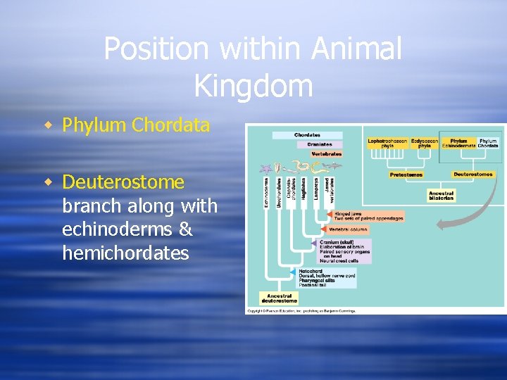 Position within Animal Kingdom w Phylum Chordata w Deuterostome branch along with echinoderms &