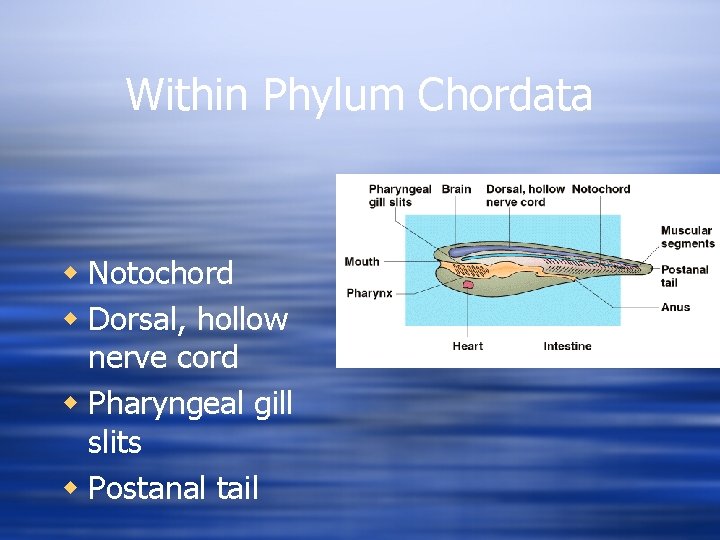 Within Phylum Chordata w Notochord w Dorsal, hollow nerve cord w Pharyngeal gill slits