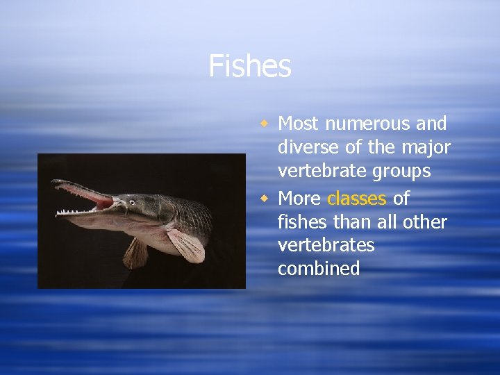 Fishes w Most numerous and diverse of the major vertebrate groups w More classes