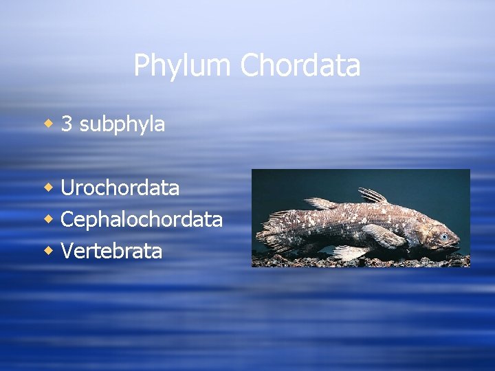 Phylum Chordata w 3 subphyla w Urochordata w Cephalochordata w Vertebrata 