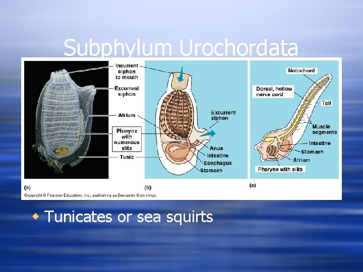 Subphylum Urochordata w Tunicates or sea squirts 