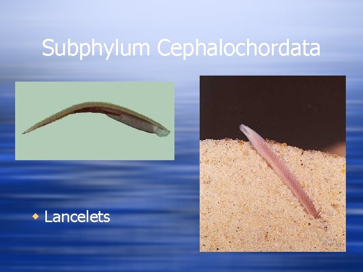 Subphylum Cephalochordata w Lancelets 