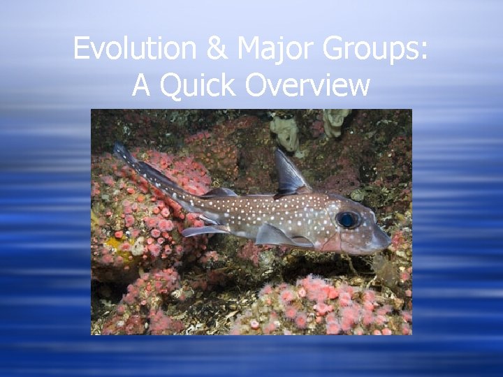 Evolution & Major Groups: A Quick Overview 
