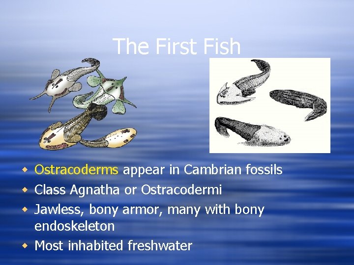 The First Fish w Ostracoderms appear in Cambrian fossils w Class Agnatha or Ostracodermi