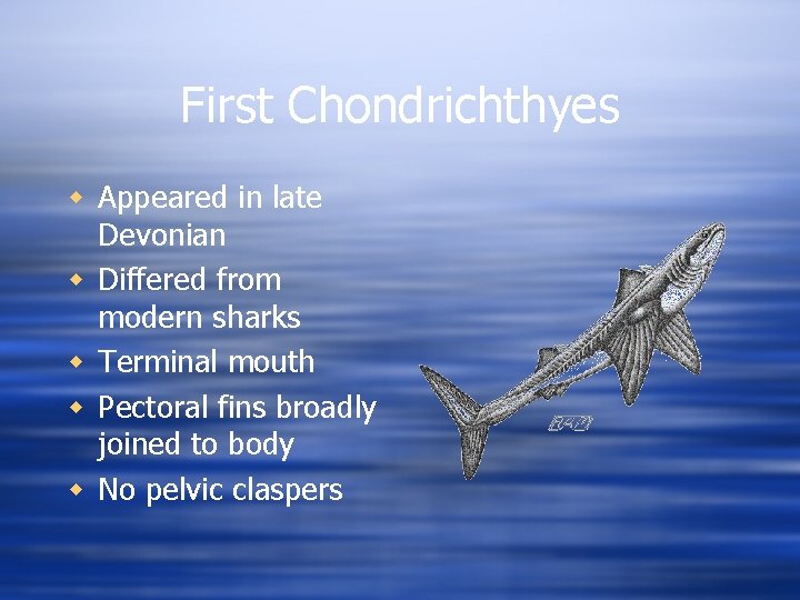 First Chondrichthyes w Appeared in late Devonian w Differed from modern sharks w Terminal