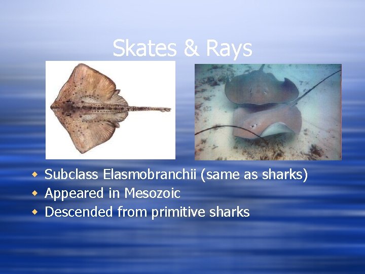 Skates & Rays w Subclass Elasmobranchii (same as sharks) w Appeared in Mesozoic w