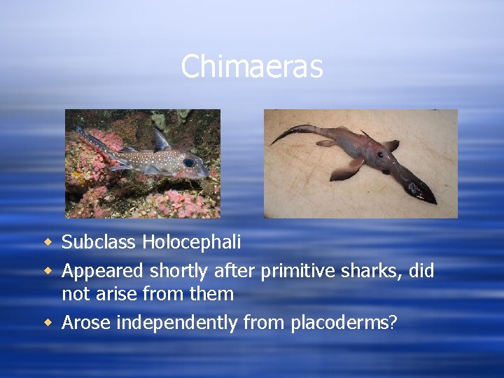 Chimaeras w Subclass Holocephali w Appeared shortly after primitive sharks, did not arise from