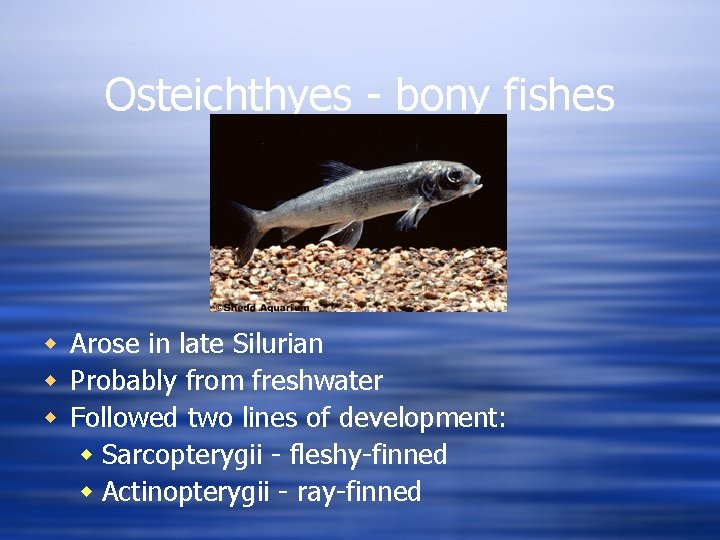 Osteichthyes - bony fishes w Arose in late Silurian w Probably from freshwater w