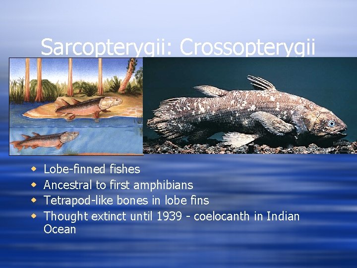 Sarcopterygii: Crossopterygii w w Lobe-finned fishes Ancestral to first amphibians Tetrapod-like bones in lobe