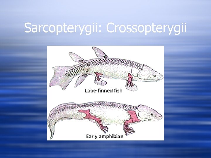 Sarcopterygii: Crossopterygii 