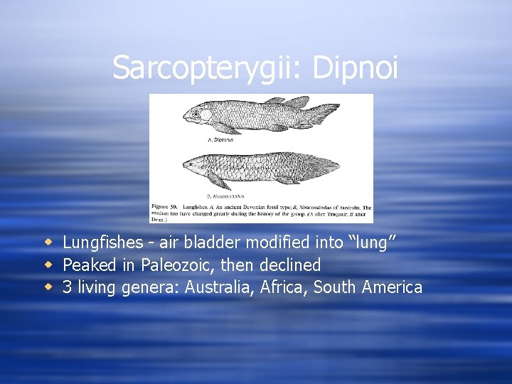 Sarcopterygii: Dipnoi w Lungfishes - air bladder modified into “lung” w Peaked in Paleozoic,