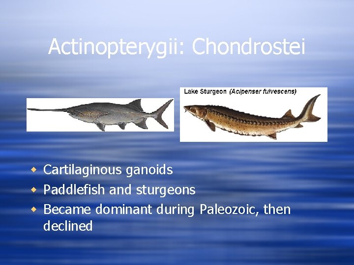 Actinopterygii: Chondrostei w Cartilaginous ganoids w Paddlefish and sturgeons w Became dominant during Paleozoic,