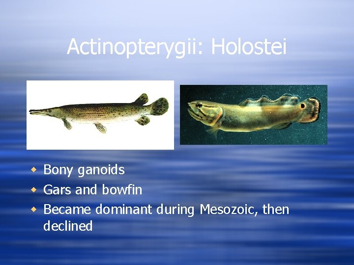 Actinopterygii: Holostei w Bony ganoids w Gars and bowfin w Became dominant during Mesozoic,