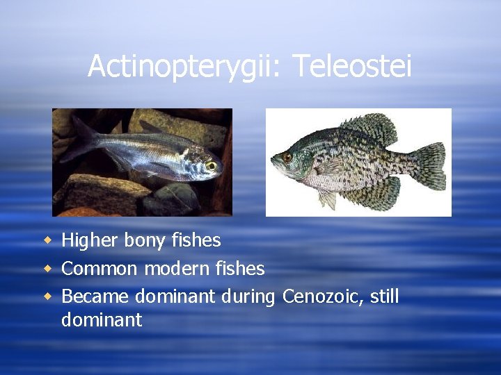 Actinopterygii: Teleostei w Higher bony fishes w Common modern fishes w Became dominant during