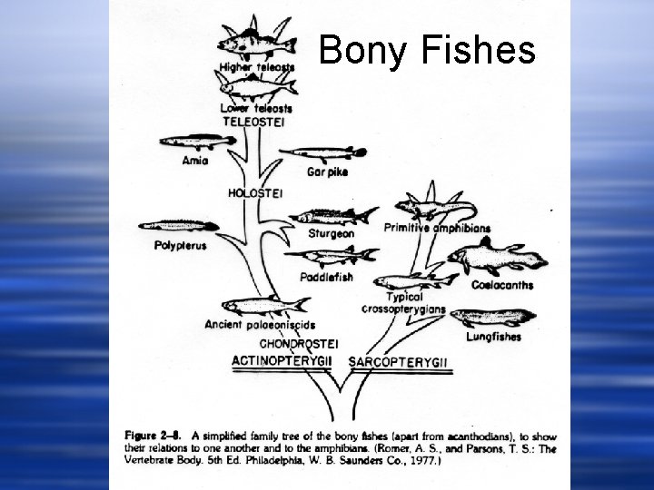 Bony Fishes 