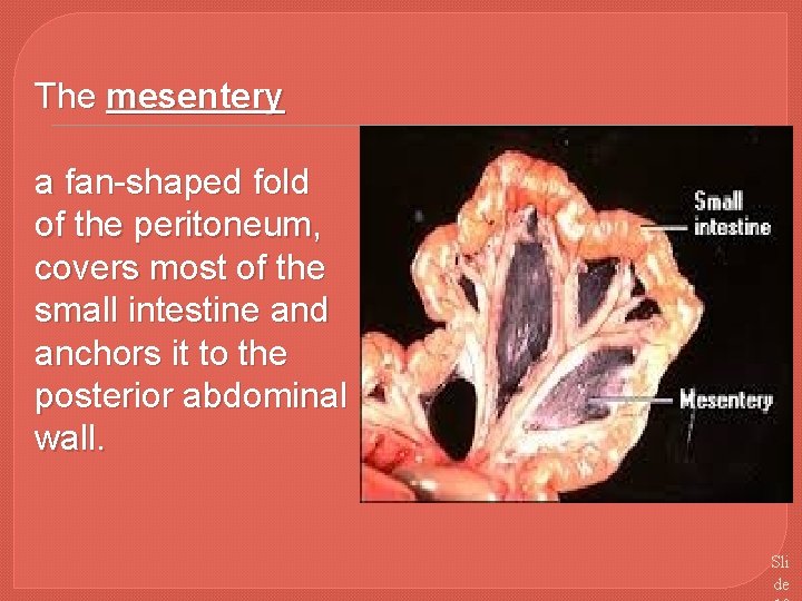 The mesentery a fan-shaped fold of the peritoneum, covers most of the small intestine