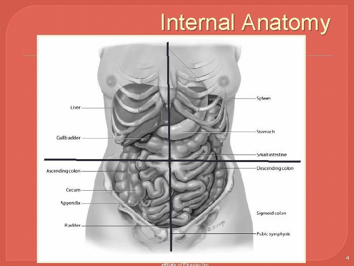 Internal Anatomy Copyright © 2016 by Elsevier, Inc. All rights reserved. Copyright © 2012,