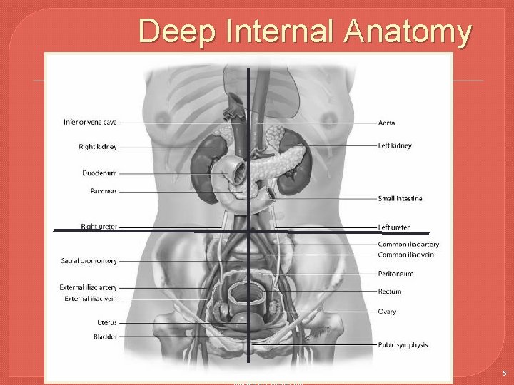 Deep Internal Anatomy Copyright © 2016 by Elsevier, Inc. All rights reserved. Copyright ©