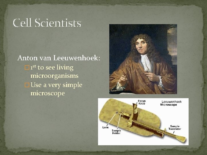 Cell Scientists Anton van Leeuwenhoek: � 1 st to see living microorganisms � Use